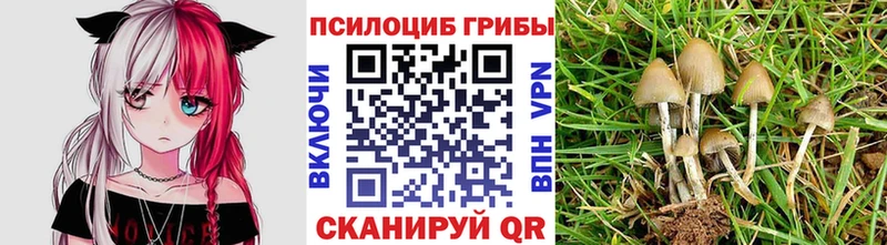 Галлюциногенные грибы прущие грибы  Купить  Дятьково 